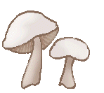 mushrooms1.gif - 4.4 K