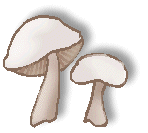 mushrooms1s.gif - 5.7 K